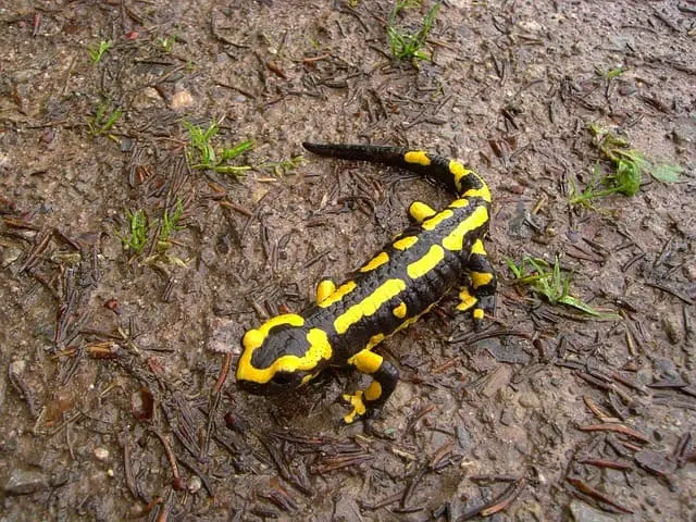 Black and yellow Vrontalida fire salamander walking on the wet forest floor