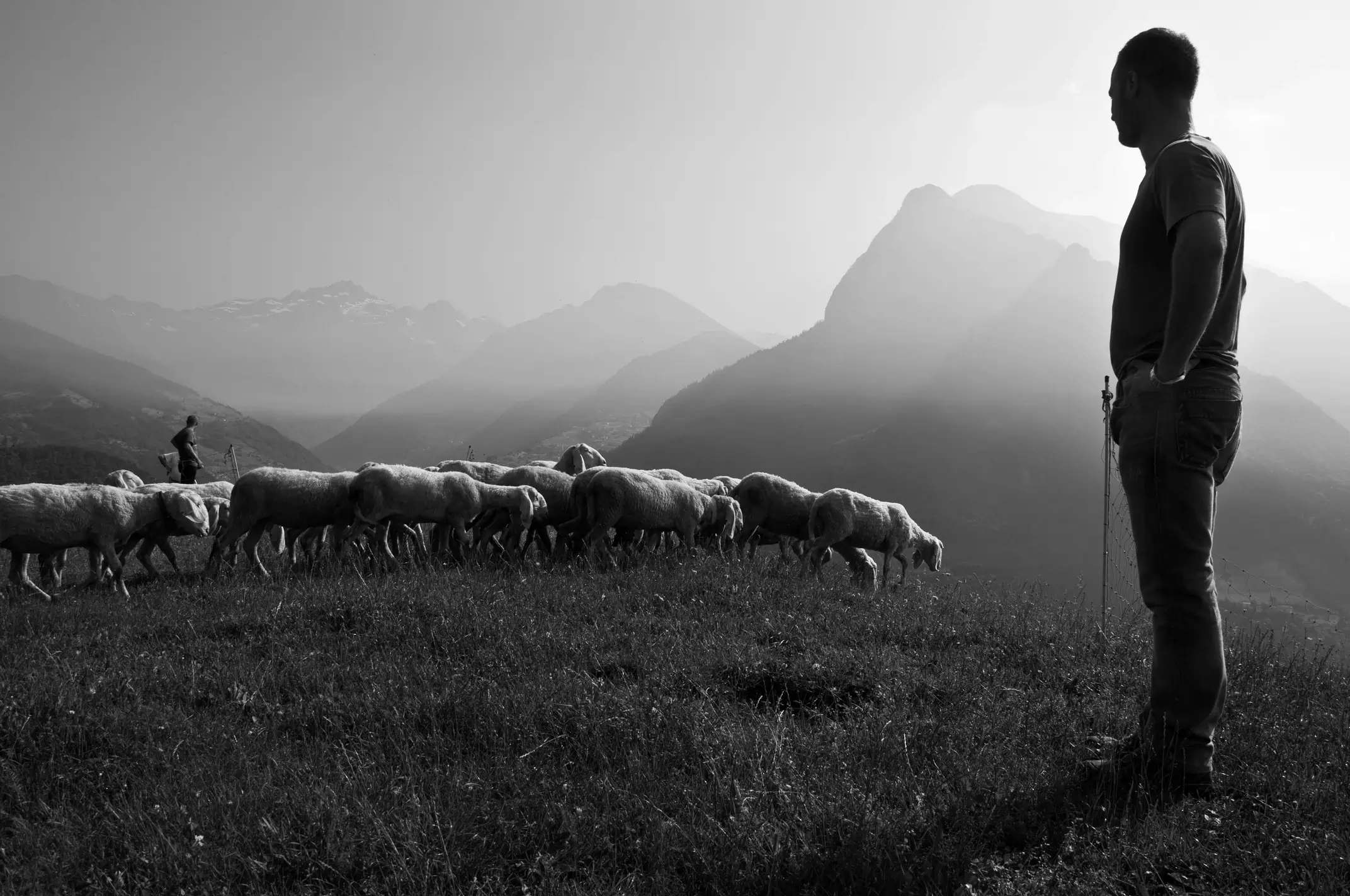 Traditional shepherd with a flock in the mountains of Epirus