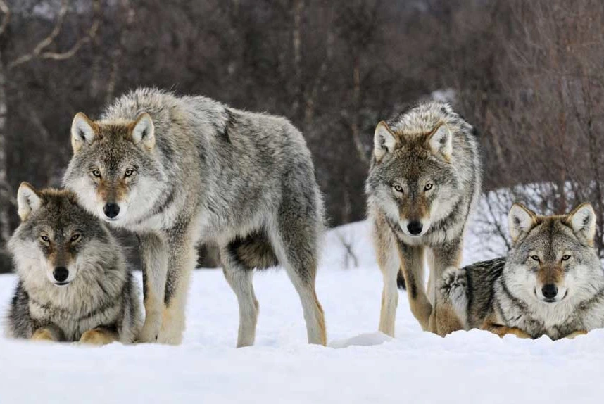 Grey wolf representing wildlife in Epirus